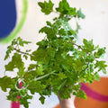Spurflower - Plectranthus venteri - Welsh Grown - Sprouts of Bristol