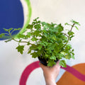 Spurflower - Plectranthus venteri - Welsh Grown - Sprouts of Bristol