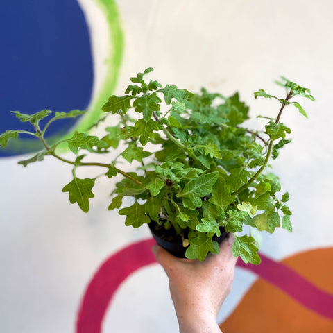 Spurflower - Plectranthus venteri - Welsh Grown - Sprouts of Bristol