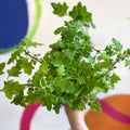 Spurflower - Plectranthus venteri - Welsh Grown - Sprouts of Bristol