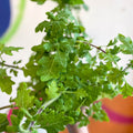 Spurflower - Plectranthus venteri - Welsh Grown - Sprouts of Bristol