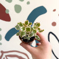 Spurflower - Plectranthus - Welsh Grown - Sprouts of Bristol