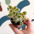 Spurflower - Plectranthus - Welsh Grown - Sprouts of Bristol