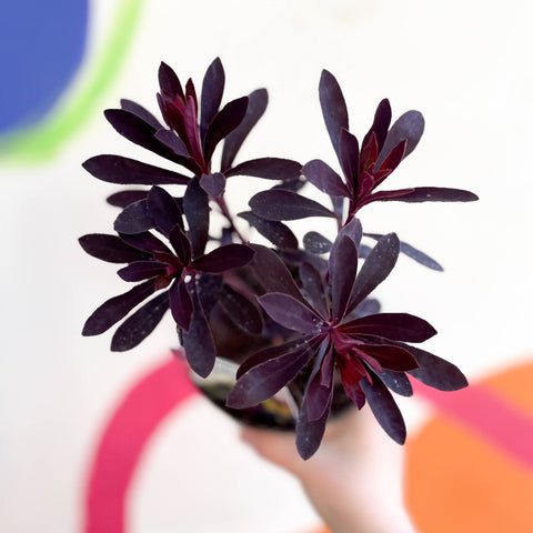 Spurge - Euphorbia 'Miner's Merlot' - British Grown Evergreen Perennial - Sprouts of Bristol