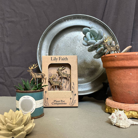 Stag Plant Pot Companions - Sprouts of Bristol