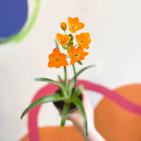 Star of Bethlehem - Ornithogalum dubium - Sprouts of Bristol