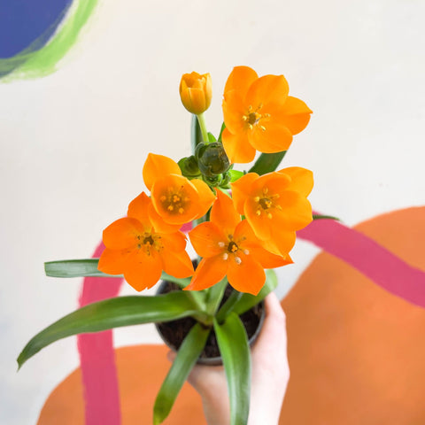Star of Bethlehem - Ornithogalum dubium - Sprouts of Bristol