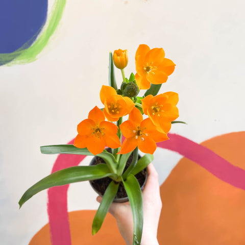 Star of Bethlehem - Ornithogalum dubium - Sprouts of Bristol