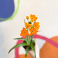 Star of Bethlehem - Ornithogalum dubium - Sprouts of Bristol