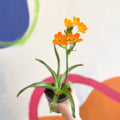 Star of Bethlehem - Ornithogalum dubium - Sprouts of Bristol