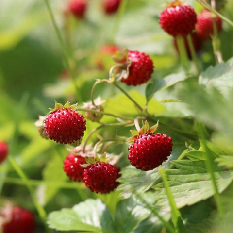 Strawberry 'Alexandria' Seeds - Sprouts of Bristol