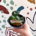 Strawberry - Fragaria x ananassa 'Delizz' F1 - British Grown - Sprouts of Bristol