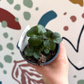 Strawberry - Fragaria x ananassa 'Delizz' F1 - British Grown - Sprouts of Bristol