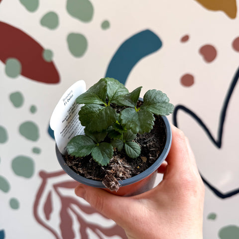 Strawberry - Fragaria x ananassa 'Delizz' F1 - British Grown - Sprouts of Bristol