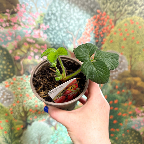 Strawberry - Fragaria x ananassa 'Elsanta' - British Grown - Sprouts of Bristol
