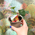Strawberry - Fragaria x ananassa 'Elsanta' - British Grown - Sprouts of Bristol