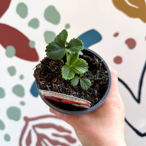 Strawberry - Fragaria x ananassa 'Loran' F1 - British Grown - Sprouts of Bristol