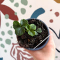 Strawberry - Fragaria x ananassa 'Loran' F1 - British Grown - Sprouts of Bristol