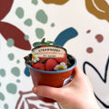 Strawberry - Fragaria x ananassa 'Loran' F1 - British Grown - Sprouts of Bristol