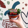 Strawberry - Fragaria x ananassa 'Summer Breeze Cherry' F1 - British Grown - Sprouts of Bristol