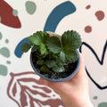 Strawberry - Fragaria x ananassa 'Summer Breeze Cherry' F1 - British Grown - Sprouts of Bristol