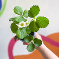 Strawberry - Fragaria x ananassa 'Summer Breeze Snow' F1 - British Grown - Sprouts of Bristol