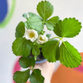 Strawberry - Fragaria x ananassa 'Summer Breeze Snow' F1 - British Grown - Sprouts of Bristol