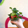 Strawberry - Fragaria x ananassa 'Toscana' F1 - British Grown - Sprouts of Bristol