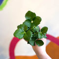 Strawberry - Fragaria x ananassa 'Toscana' F1 - British Grown - Sprouts of Bristol