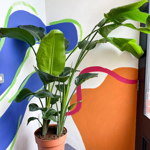 Strelitzia nicolai - Giant White Bird of Paradise - Sprouts of Bristol