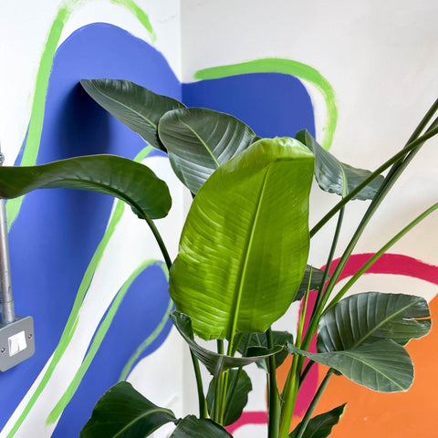 Strelitzia nicolai - Giant White Bird of Paradise - Sprouts of Bristol