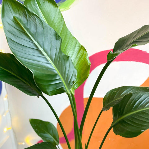Strelitzia nicolai - Giant White Bird of Paradise - Sprouts of Bristol
