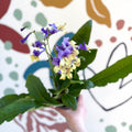 Streptocarpus ionantha 'Alexis' - Welsh Grown - Sprouts of Bristol