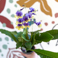 Streptocarpus ionantha 'Alexis' - Welsh Grown - Sprouts of Bristol