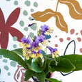 Streptocarpus ionantha 'Alexis' - Welsh Grown - Sprouts of Bristol