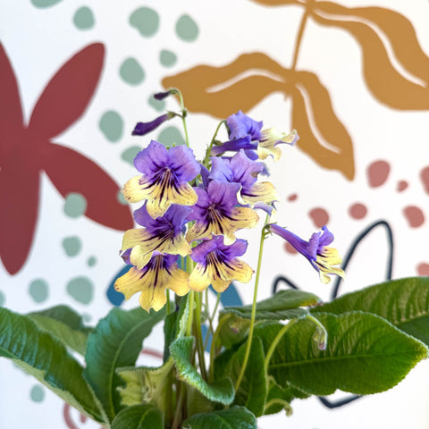 Streptocarpus ionantha 'Alexis' - Welsh Grown - Sprouts of Bristol