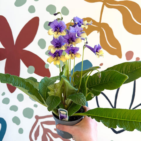 Streptocarpus ionantha 'Alexis' - Welsh Grown - Sprouts of Bristol