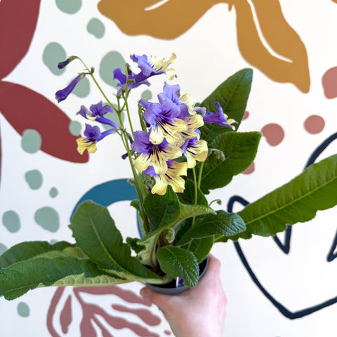 Streptocarpus ionantha 'Alexis' - Welsh Grown - Sprouts of Bristol