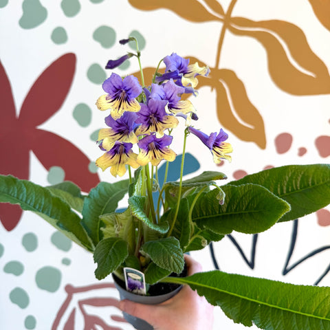 Streptocarpus ionantha 'Alexis' - Welsh Grown - Sprouts of Bristol