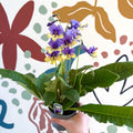 Streptocarpus ionantha 'Alexis' - Welsh Grown - Sprouts of Bristol