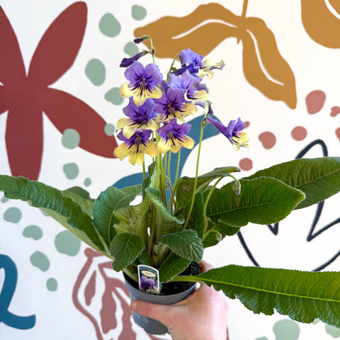 Streptocarpus ionantha 'Alexis' - Welsh Grown - Sprouts of Bristol