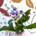 Streptocarpus ionantha 'Alexis' - Welsh Grown - Sprouts of Bristol