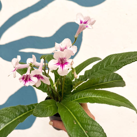 Streptocarpus ionantha 'Beverley' - Welsh Grown - Sprouts of Bristol