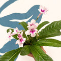 Streptocarpus ionantha 'Beverley' - Welsh Grown - Sprouts of Bristol