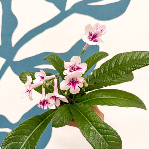 Streptocarpus ionantha 'Beverley' - Welsh Grown - Sprouts of Bristol