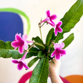 Streptocarpus ionantha 'Caitlin' - Welsh Grown - Sprouts of Bristol