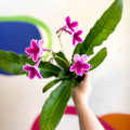 Streptocarpus ionantha 'Caitlin' - Welsh Grown - Sprouts of Bristol