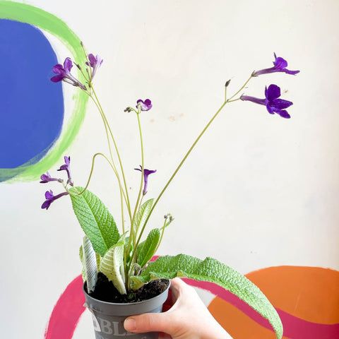 Streptocarpus ionantha 'Crystal Wonder' - Welsh Grown - Sprouts of Bristol
