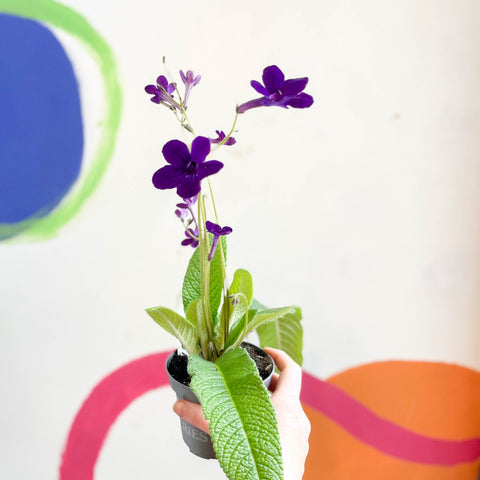 Streptocarpus ionantha 'Crystal Wonder' - Welsh Grown - Sprouts of Bristol