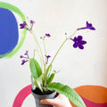 Streptocarpus ionantha 'Crystal Wonder' - Welsh Grown - Sprouts of Bristol